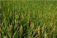 水稻销售，利辛县标标种植专业合作社