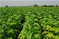 大豆销售，利辛县标标种植专业合作社