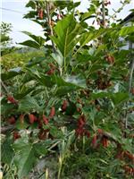 桑果栽培种植，太和县永康种植专业合作社