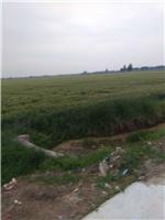 玉米种植，阜南县喜莉家庭农场