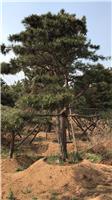 爱尚园林常年提供胸径20 高3-5米造型黑松