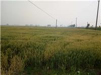 小麦种植，颍上县关屯乡运昌家庭农场