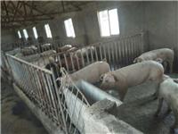 约克夏猪销售，临泉县滑集镇友源养猪场