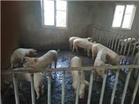 汉普夏猪销售，临泉县滑集镇友源养猪场