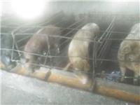 大白猪销售，临泉县滑集镇友源养猪场
