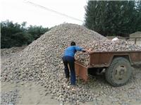 东平县水处理鹅卵石供应厂家