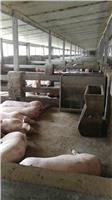 金乡县猪养殖猪肉供应