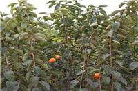 叙利亚草莓苗出售基地 九香草莓苗出售基地