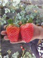 供应的全**草莓苗质量好成活率高-泰安润泽园艺