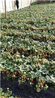 草莓苗、草莓苗价格----泰安开发区润泽园艺场