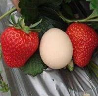 供应草莓苗批发、草莓苗出售、草莓苗批发价格