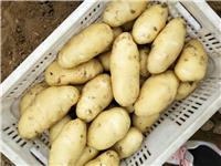 土豆申请直销处 土豆今日市场价格