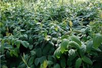 海南湘蕾金银花种苗基地种植方法供应价格