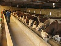 四子王旗肉牛的饲养方法—充分利用身边的产品