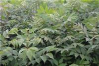 山东玉竹种苗种植直销方法供应价格