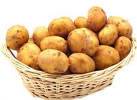 乌兰察布市优选土豆种子种植示范部