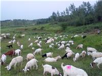内蒙古自治区**大力支持羊养殖社