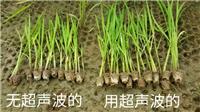 广州可靠的作物种子增产调优技术-大豆增产设备