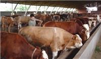 内蒙古自治区畜牧牛养殖示范园