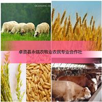 卓资县永信农牧业农民专业合作社