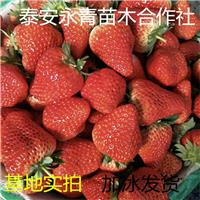 妙香七号草莓苗价格价格一棵 妙香七号草莓苗种植基地