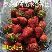 甜宝草莓苗种植基地 甜宝草莓苗批发价格一棵