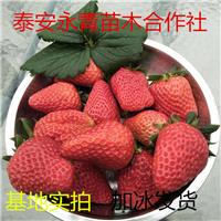 牛奶草莓苗种植基地 牛奶草莓苗批发价格一棵