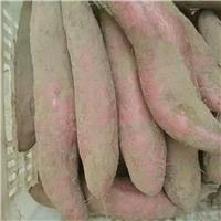 夏津县紫薯批发种植，地瓜