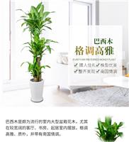 武汉绿植租摆公司绿植盆栽租赁，专注植物租摆养护服务