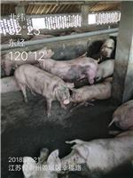 兴隆生猪养殖场