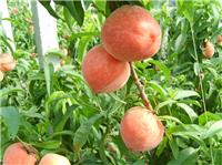 供应河北有品质的弘前富士苹果苗 专业种植弘前富士苹果苗