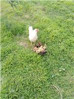 黑山溜达鸡养殖