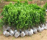 土默特左旗绿化苗木种植技术