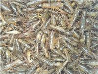 养殖小龙虾的周期与技术