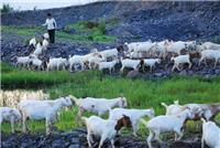 土默特左旗牧羊人种植养殖农民专业合作社
