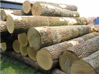 木材进口代理俄罗斯桦木木材板材进口