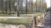 深圳木材进口流程俄罗斯桦木木材板材进口