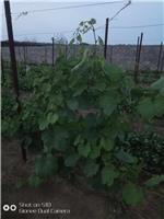 唐山葡萄种植