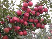 红心苹果苗培育基地-苹果苗当选一边倒果树苗木