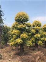 潍坊皂角树|实惠的大型皂角树出售