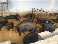 方正生态猪养殖