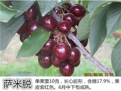 莱克西蓝莓苗报价低品质好 蓝莓苗丰产性强