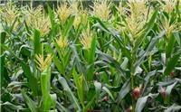 小麦南阳专业种植基地
