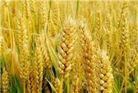 南阳哪有种植小麦的