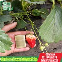 广安市草莓苗奶油草莓苗批发价格