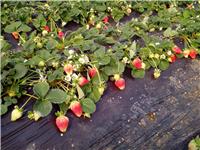 鲁山县草莓种植园