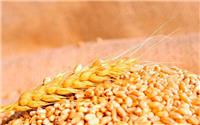 平顶山小麦专业种植