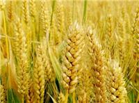 汝州市小麦专业种植