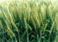 汝州市小麦专业种植基地