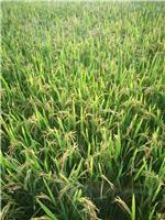 南陵水稻种植家庭农场找哪家
